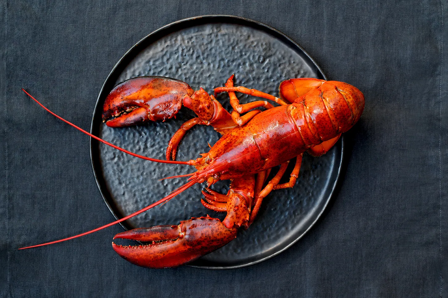 Hummer auf dunklem Teller platziert